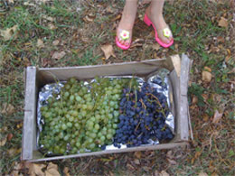 grapes_shoes