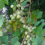white_grapes