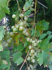 white_grapes white_grapes