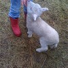 br_with_lamb br_with_lamb