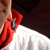 bull_earings