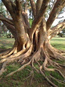 tree_roots_entangled.jpg